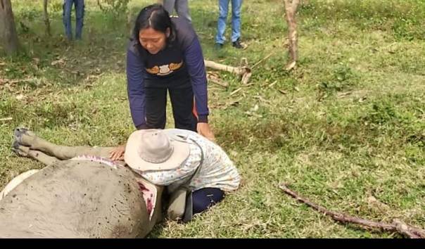 Pemilik hewan kurban meratapi kepergian kerbau peliharaannya yang disembelih orang tak dikenal dan dagingnya dicuri. (Sumber: Kompas.com)