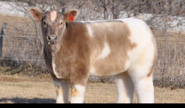 Sapi Berbulu Selembut Boneka