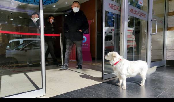 Seekor anjing bernama Boncuk saat menunggu tuannya, Cemal entürk yang sedang dirawat di Rumah Sakit di Trabzon, Turki. (Sumber: Haber Turk via Kompas TV)