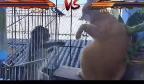 Tangkapan layar salah satu video di akun Youtube Abang Satwa milik Rian Mardiasnyah.