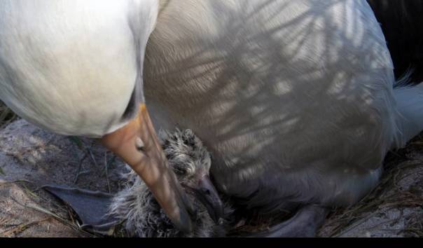 pernah-selamat-dari-tsunami-jepang-burung-tertua-di-dunia-ini-punya-anak-di-usia-70-tahun