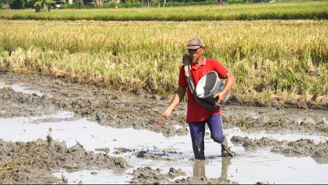 Presiden Prabowo Dorong Kementan Revitalisasi Pabrik Pupuk untuk Jaga Ketahanan Pangan