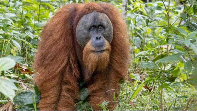 Thailand Pulangkan 4 Orang Utan ke Indonesia, Kemlu: Ini Komitmen Lindungi Keanekaragaman Hayati