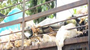 teror-bangkai-ayam-dan-surat-ancaman-untuk-anggota-kpu-jakarta-utara-pelaku-terekam-cctv