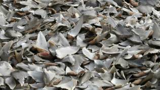 kolombia-sita-hampir-3-500-sirip-hiu-yang-akan-diselundupkan-ke-hong-kong