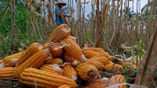 dinpertan-banyumas-anomali-cuaca-tanaman-berefek-ke-hortikultura-tapi-tak-pengaruhi-tanaman-pangan