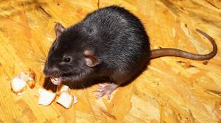 cara-mengusir-tikus-dengan-6-bau-yang-tidak-mereka-sukai-dijamin-kabur