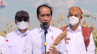 ada-ancaman-krisis-pangan-jokowi-ingin-sorgum-jadi-alternatif-tidak-hanya-tergantung-pada-beras