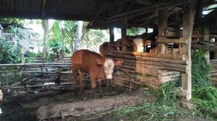 kurang-minum-susu-belasan-anak-sapi-di-lombok-tengah-mati