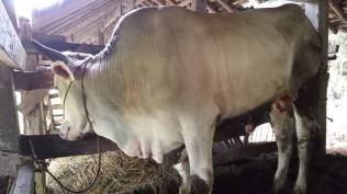 iduladha-2022-ganjar-pranowo-kurban-sapi-metal-bobot-530-kilogram-di-desa-wadas