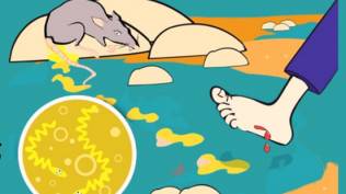 banyak-menyerang-di-musim-hujan-kenali-cara-mencegah-leptospirosis
