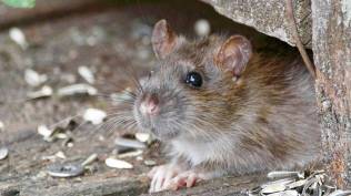 tips-cara-usir-tikus-yang-lebih-efektif-gunakan-peppermint-dan-minyak-esensial