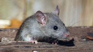 atasi-tikus-di-rumah-tempat-mana-saja-yang-jadi-sarang-hewan-ini