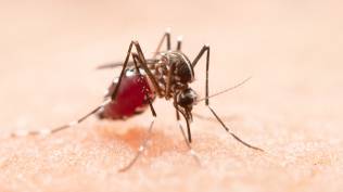 waspada-dbd-di-musim-penghujan-epidemiolog-kembali-ingatkan-hidup-bersih-dengan-3m