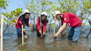 karbon-biru-benteng-ekosistem-maritim-indonesia