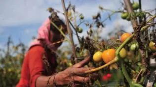 5-sayuran-sumber-kolagen-alami-untuk-mencegah-penuaan-dini