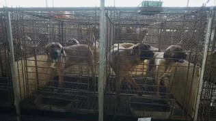 dki-jakarta-tegaskan-larang-penjualan-daging-anjing-dan-kucing-ini-dasar-aturannya