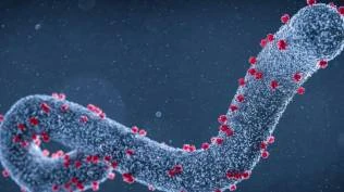 waduh-wabah-mematikan-muncul-lagi-di-afrika-virus-marburg-tewaskan-6-orang-di-rwanda