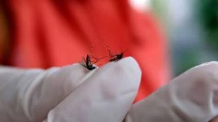 simak-berikut-bahan-alami-yang-bisa-digunakan-agar-terhindar-gigitan-nyamuk