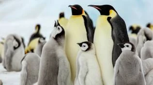 saat-populasi-penguin-emperor-berkurang-drastis-di-antartika-diduga-karena-perubahan-iklim