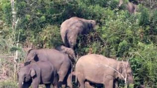 petani-di-bener-meriah-meninggal-dunia-setelah-jadi-korban-amukan-kawanan-gajah-liar