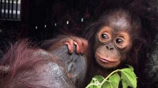 bksda-kaltim-evakuasi-39-satwa-terdampak-karhutla-sejak-agustus-2026-termasuk-19-orangutan