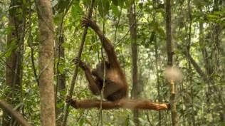 habitat-orangutan-terbakar-karhutla-bksda-selamatkan-46-individu-di-kalbar