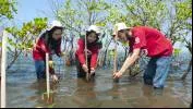 karbon-biru-benteng-ekosistem-maritim-indonesia
