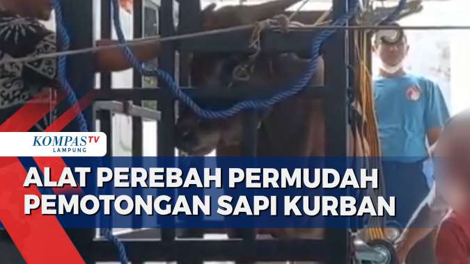 Inovasi Alat Perebah, Permudah saat Pemotongan Sapi Kurban
