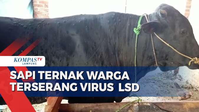 Sapi Ternak Warga Terserang Virus Lumpy Skin Disease
