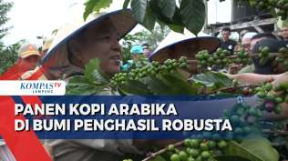 panen-kopi-arabika-di-lampung-yang-dikenal-penghasil-robusta