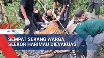 Sempat Serang Warga, Seekor Harimau Dievakuasi