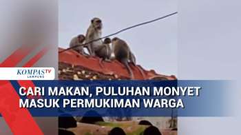 Cari Makan, Puluhan Monyet Masuk Permukiman Warga