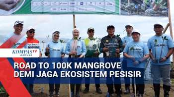 Road To 100k Mangrove Demi Jaga Ekosistem Pesisir