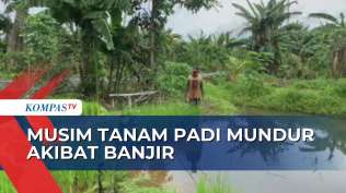 musim-tanam-padi-diprediksi-mundur-akibat-banjir-petani-hanya-bisa-pasrah
