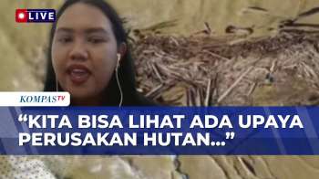 Bahas Gelondongan Kayu Banjir Sumatera, Greenpeace Singgung Eksploitasi-Perusahaan Ilegal