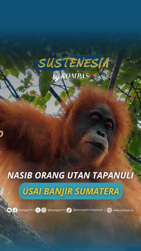 Nasib Orang Utan Tapanuli Usai Banjir Sumatera