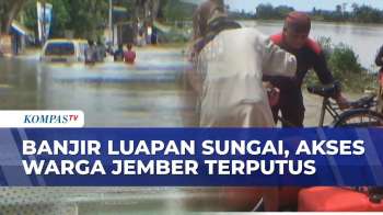 Banjir Rendam 12 Desa Di Jember: Ketinggian Air Hingga 1,5 Meter, BPBD Evakuasi Warga Terisolasi