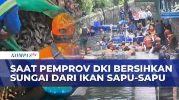 Pemprov DKI Bersihkan Sungai dari Ikan Sapu-Sapu, Gubernur: Merusak Sungai & Berbahaya Jika Dimakan