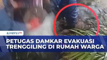 Trenggiling Masuk Rumah Warga di Pekanbaru, Damkar Bergerak Cepat Lakukan Evakuasi