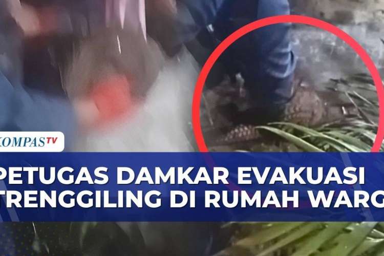 Video: Trenggiling Masuk Rumah Warga di Pekanbaru, Damkar Bergerak ...
