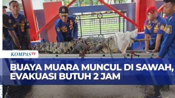 Buaya Muara Seberat 200 Kg Ditemukan Di Sawah Kota Bekasi, Begini Usaha Evakuasi Oleh Damkar