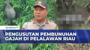 Gajah Sumatera Ditembak Dan Diambil Gadingnya, Bukti Proyektil Ditemukan Di TKP