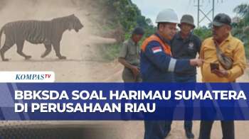 Harimau Sumatra Muncul Di Area Perusahaan Daerah Riau, Begini Kata BBKSDA