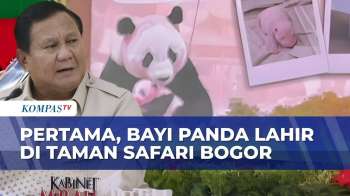 Bayi Panda Pertama Indonesia Lahir Di Taman Safari Bogor, Diberi Nama Satrio Wiratama Oleh Prabowo