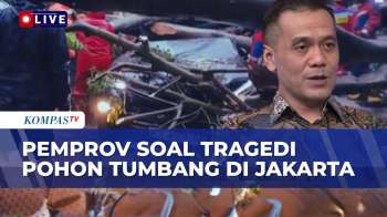 Pohon Tumbang Di Jakarta Kembali Makan Korban, Chico Hakim Ungkap Ada Keterbatasan SDM