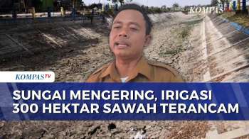 Sungai Mengering Hingga Tanah Retak-Mengeras, Irigasi Lahan Pertanian Di Blora Terancam