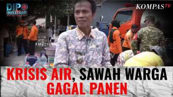 Sawah Warga Bogor Gagal Panen Akibat Kekeringan | DIPO