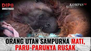 Orang Utan Sampurna Mati Usai Diselamatkan, Paru-parunya Rusak Akibat Asap Karhutla Kalimantan |DIPO