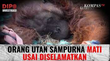 Orang Utan Sampurna Mati Usai Diselamatkan, Paru-parunya Rusak Akibat Asap Karhutla | DIPO